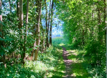Leichte Bewegung in der Natur mit Margarethe Hoch